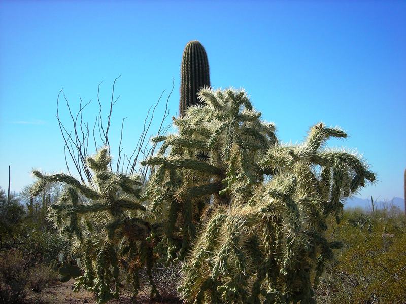 Cactus - Seguaro Park